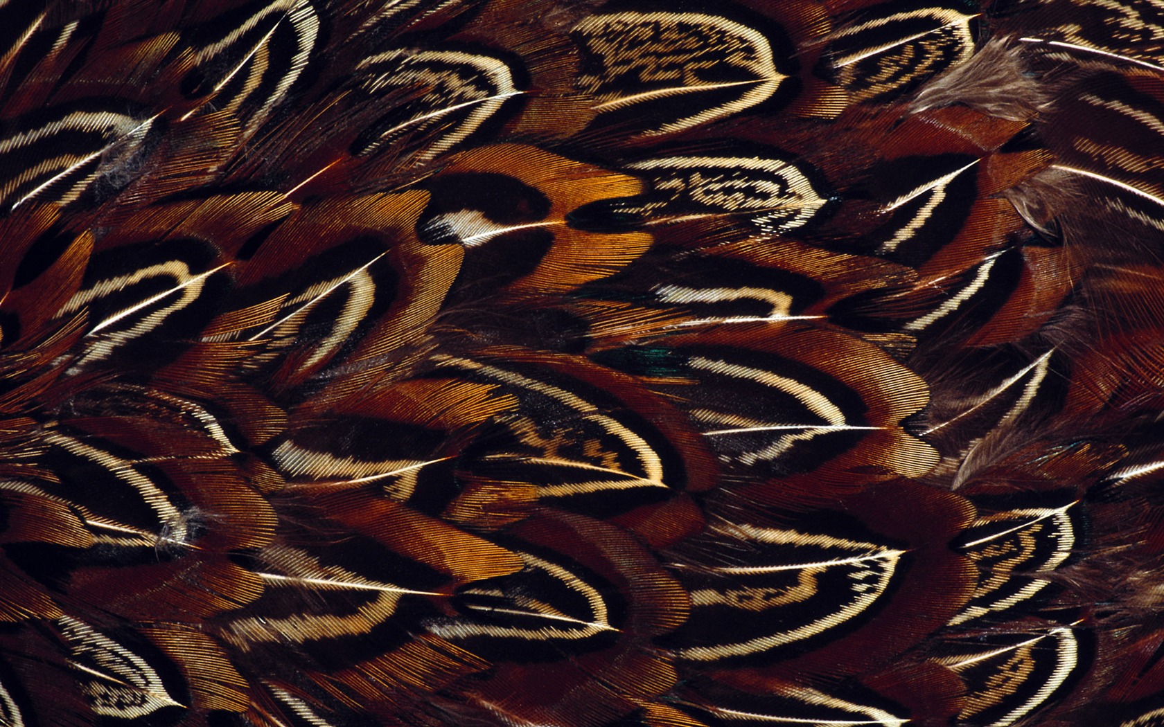 화려한 깃털 날개 클로즈업 벽지 (1) #13 - 1680x1050