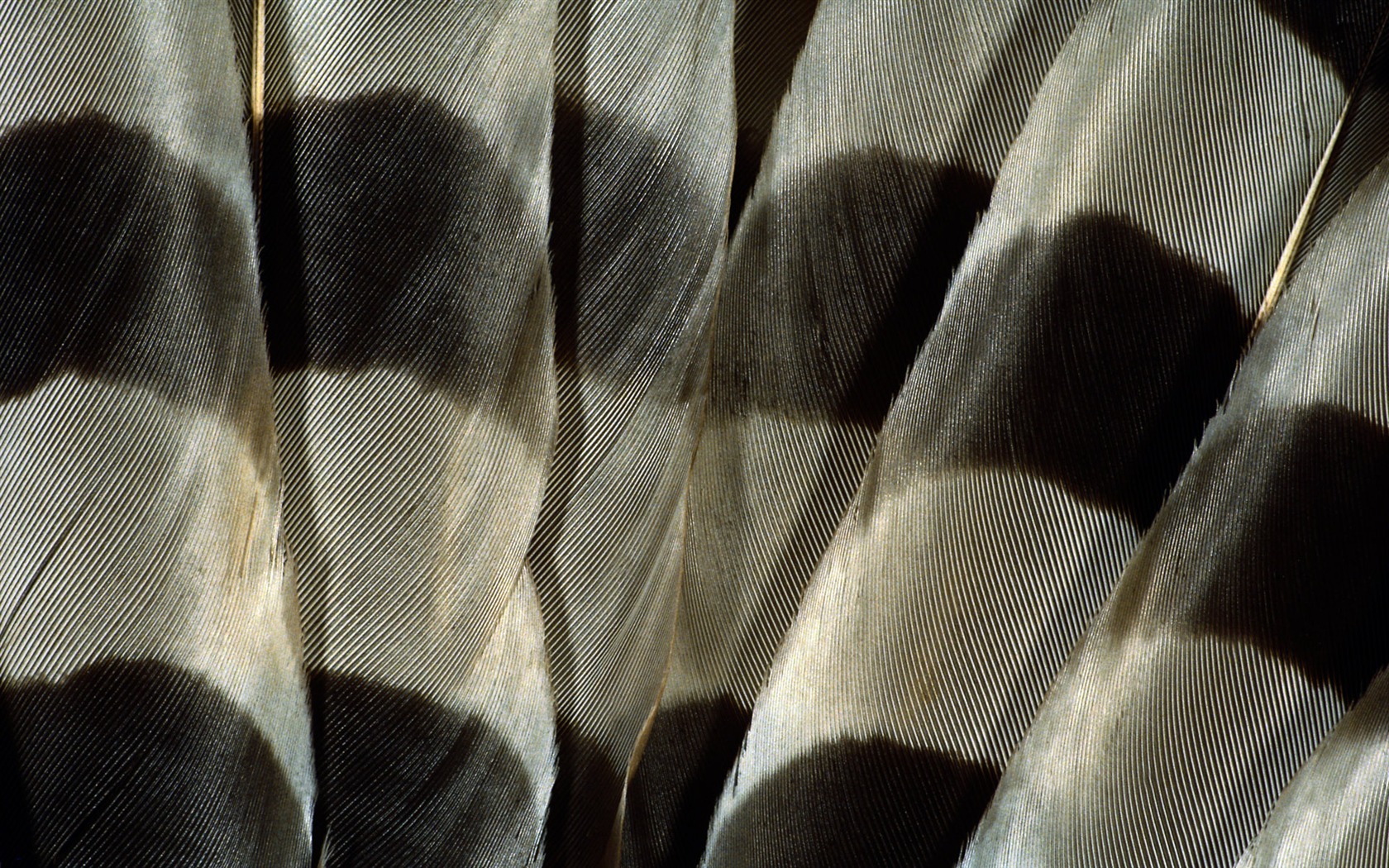 화려한 깃털 날개 클로즈업 벽지 (1) #17 - 1680x1050