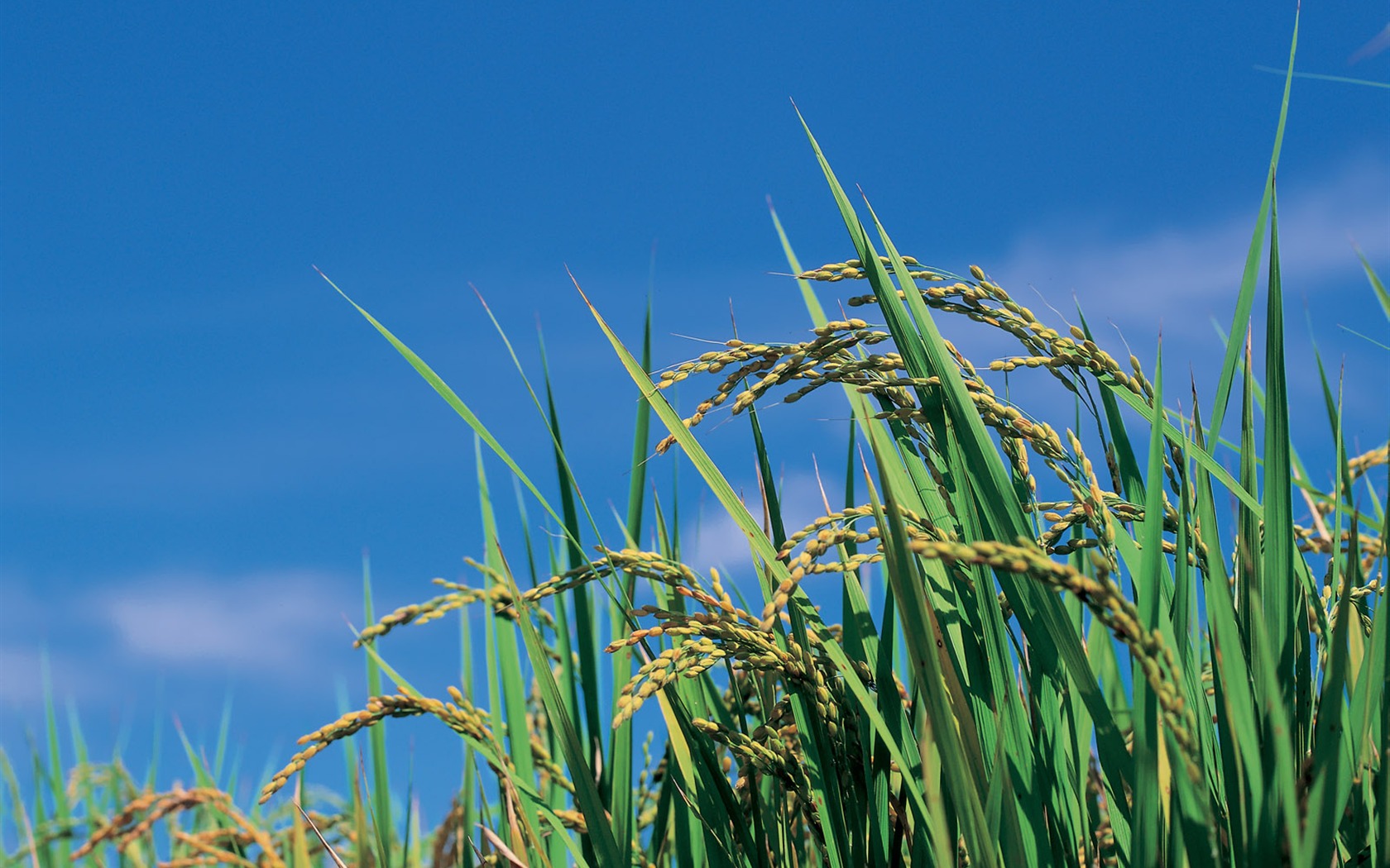 beauté naturelle de Corée du Sud #41 - 1680x1050