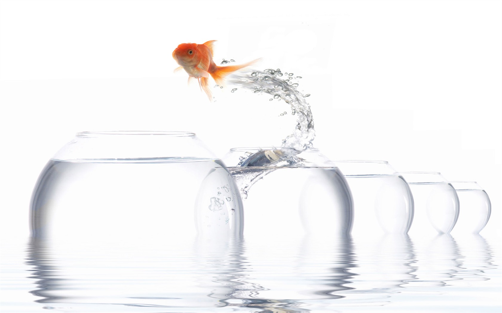 Jumping Goldfish Tapete #5 - 1680x1050