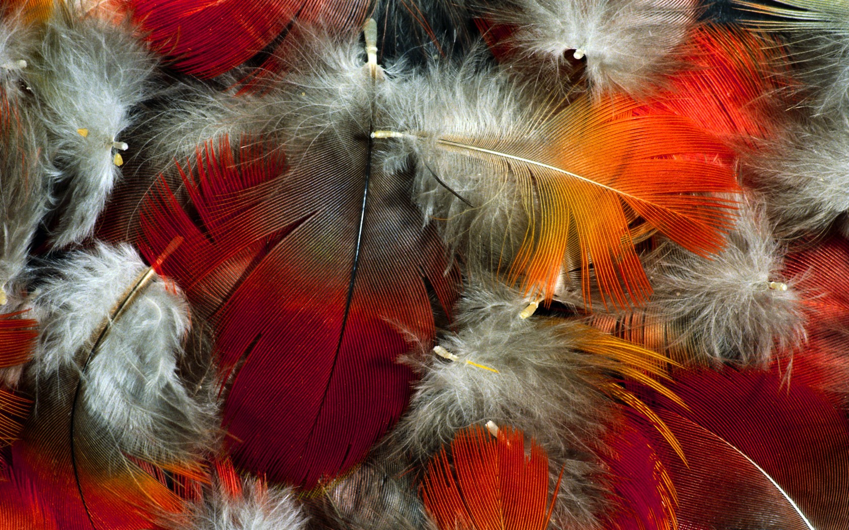 ailes de plumes colorées wallpaper close-up (2) #5 - 1680x1050