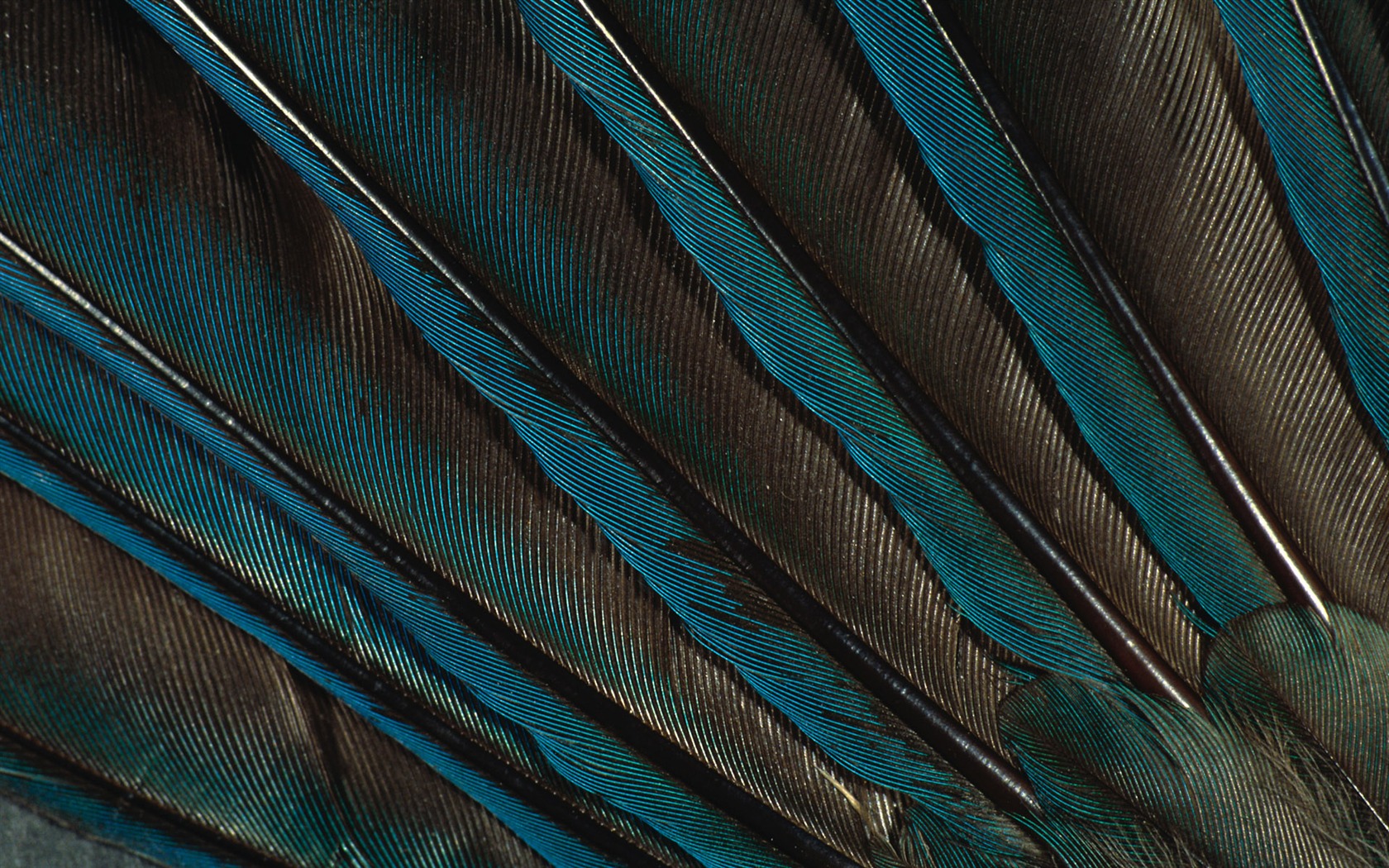 カラフルな羽毛の翼クローズアップ壁紙(2) #14 - 1680x1050