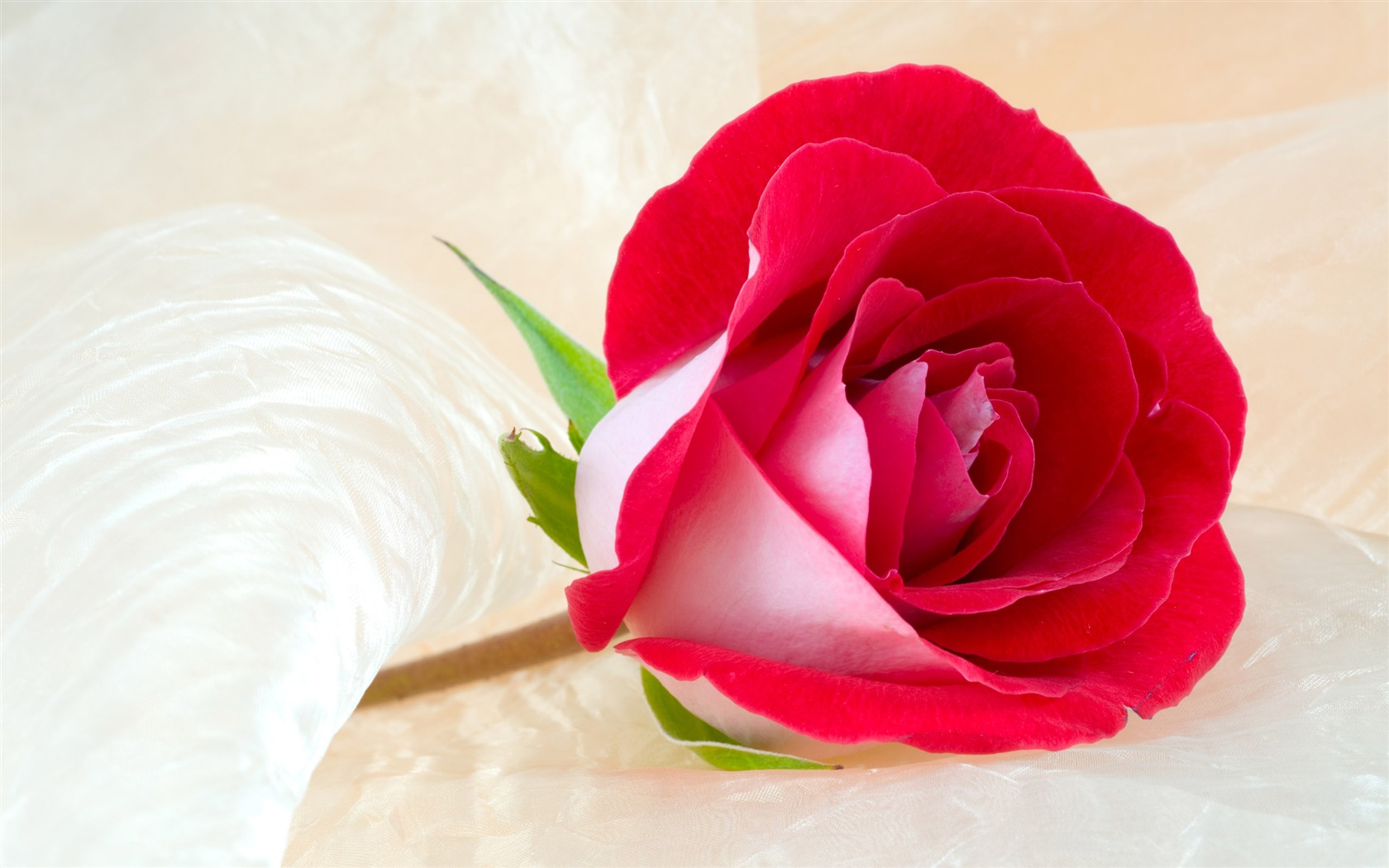Gran Rose Fondos de Fotografía (3) #1 - 1680x1050