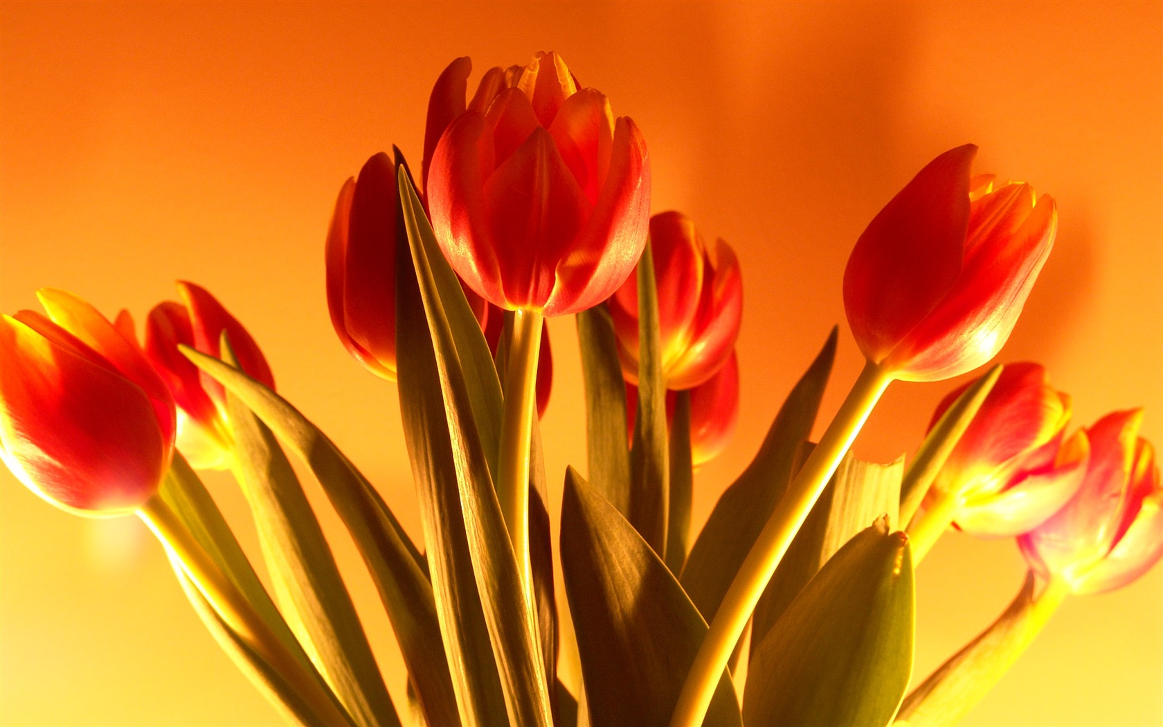 Velký tulipán tapety (1) #20 - 1680x1050