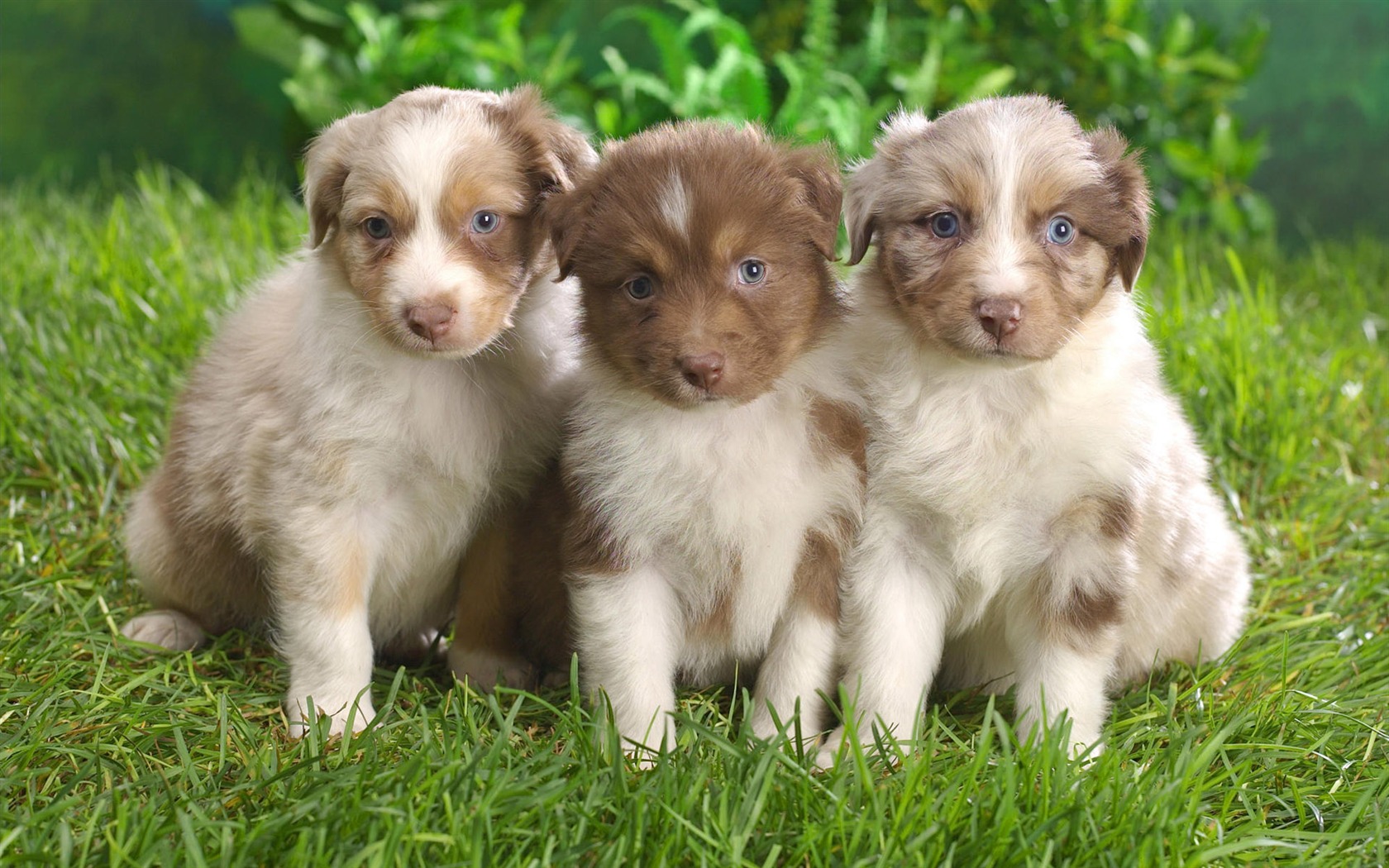 Puppy Photo HD wallpapers (10) #20 - 1680x1050