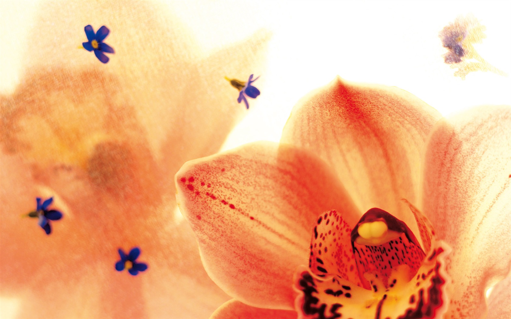 Širokoúhlý tapety květiny close-up (3) #5 - 1680x1050