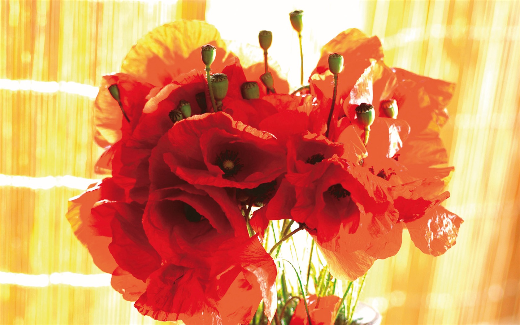 Širokoúhlý tapety květiny close-up (3) #16 - 1680x1050