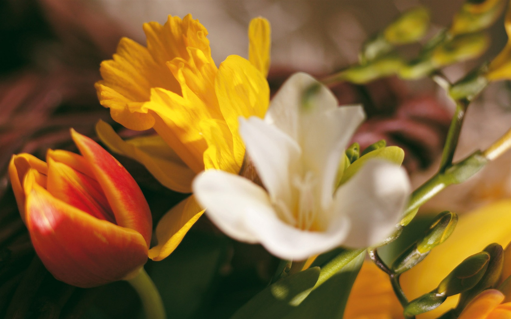 Širokoúhlý tapety květiny close-up (4) #14 - 1680x1050