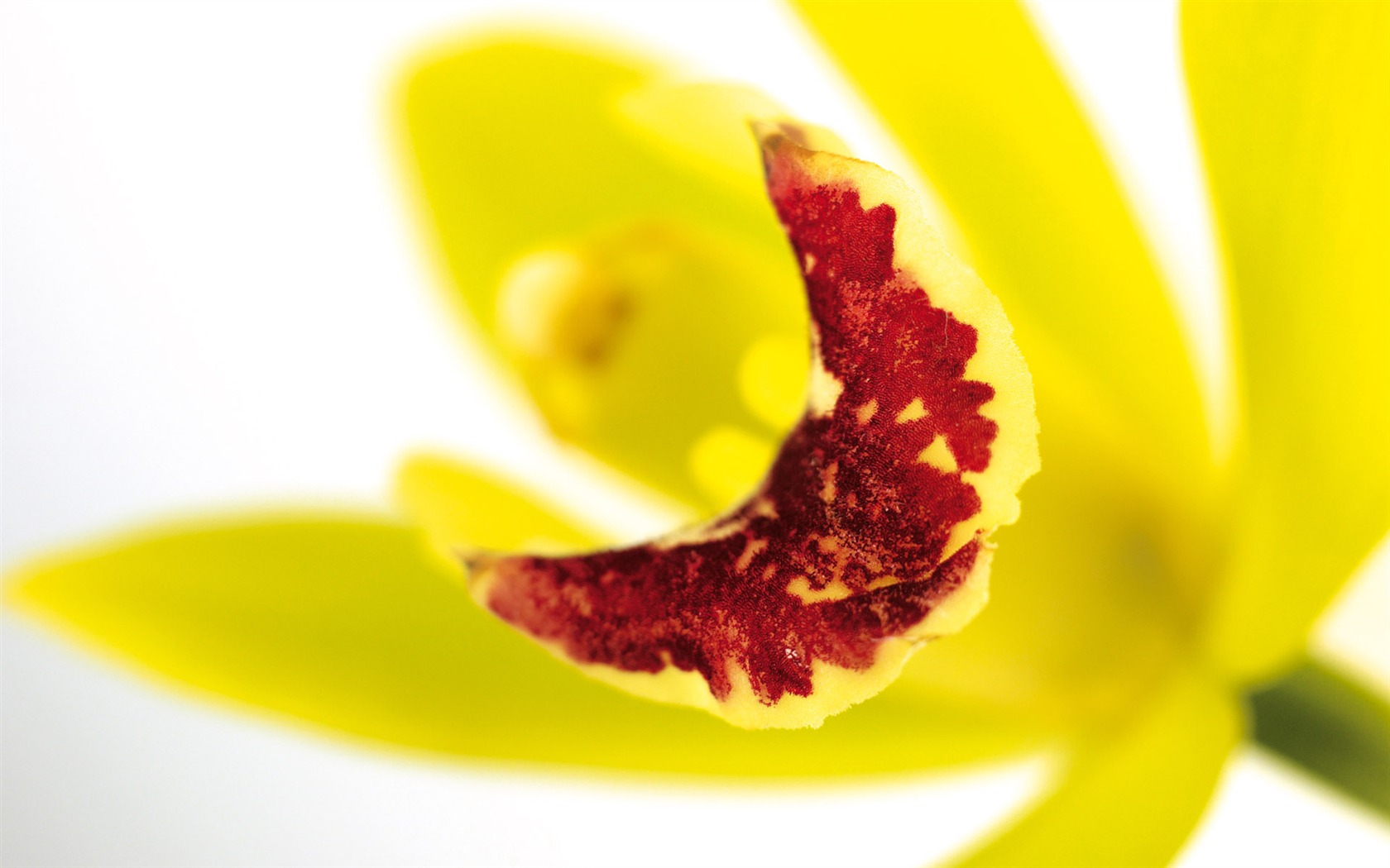 Širokoúhlý tapety květiny close-up (4) #15 - 1680x1050