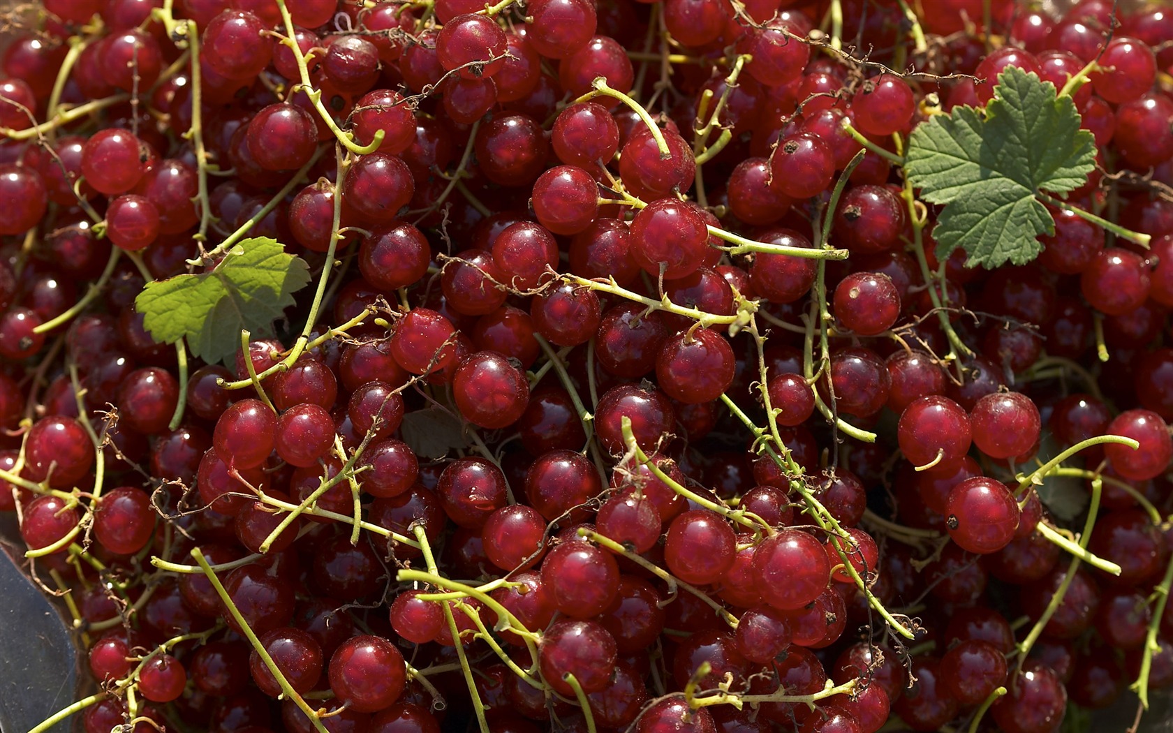 Fond d'écran Caractéristiques de gros fruits (1) #5 - 1680x1050