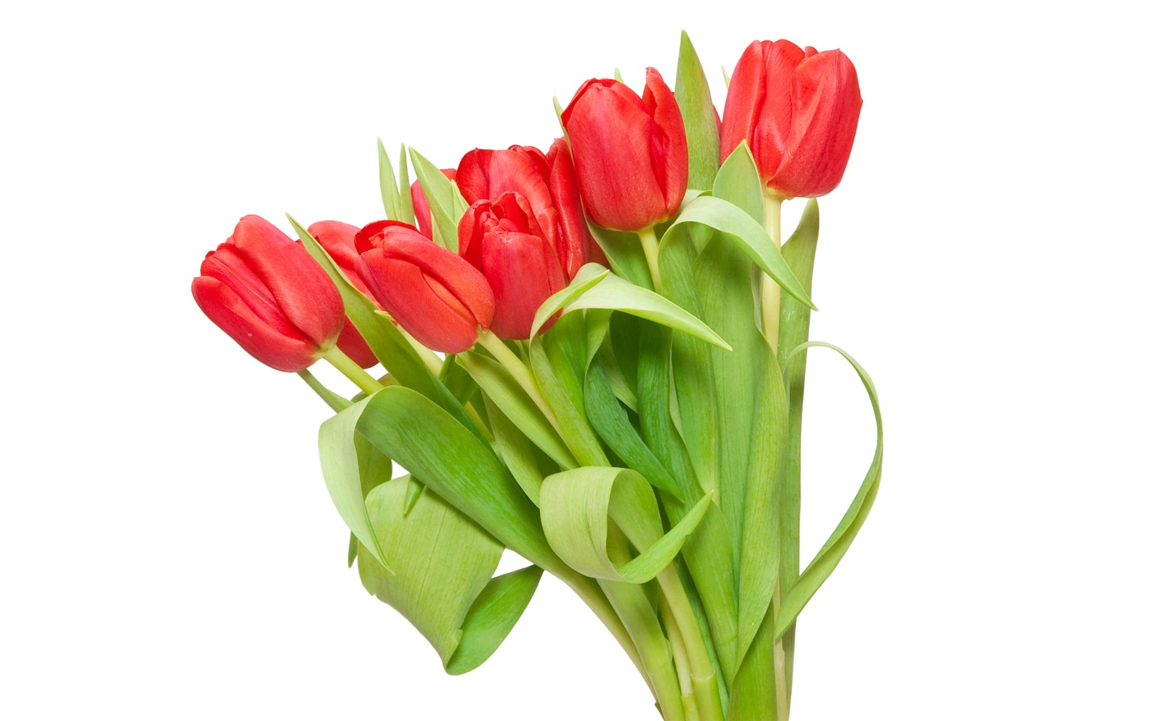 Velký tulipán tapetu (3) #6 - 1680x1050