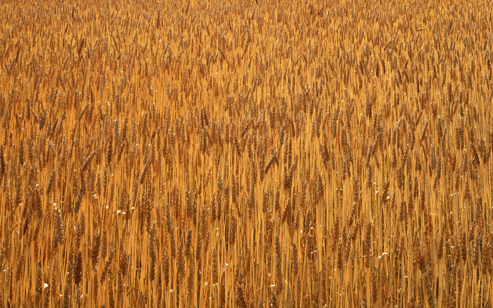 Field photo wallpaper #6 - 1680x1050