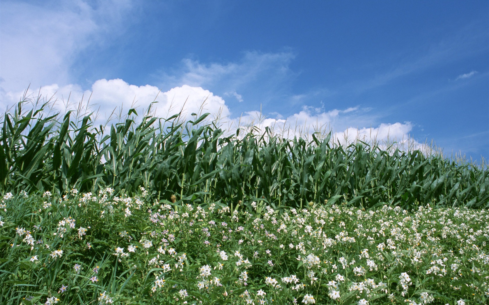 Field Fototapete #12 - 1680x1050