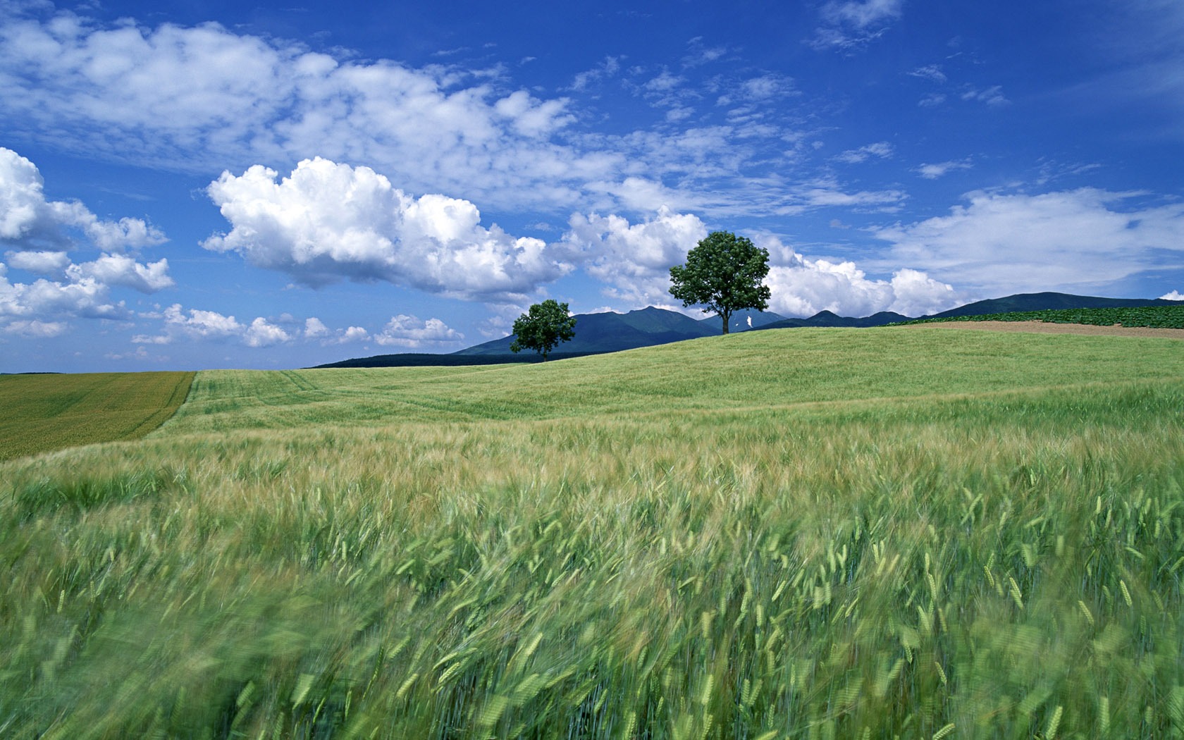 Tao Heung Shakes the Barley Bildschirmhintergründen #14 - 1680x1050