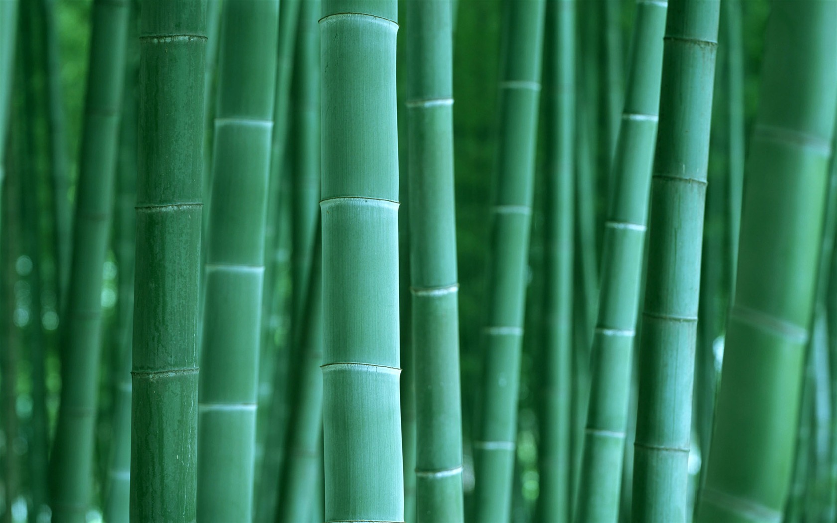 Verde álbumes fondo de pantalla de bambú #2 - 1680x1050
