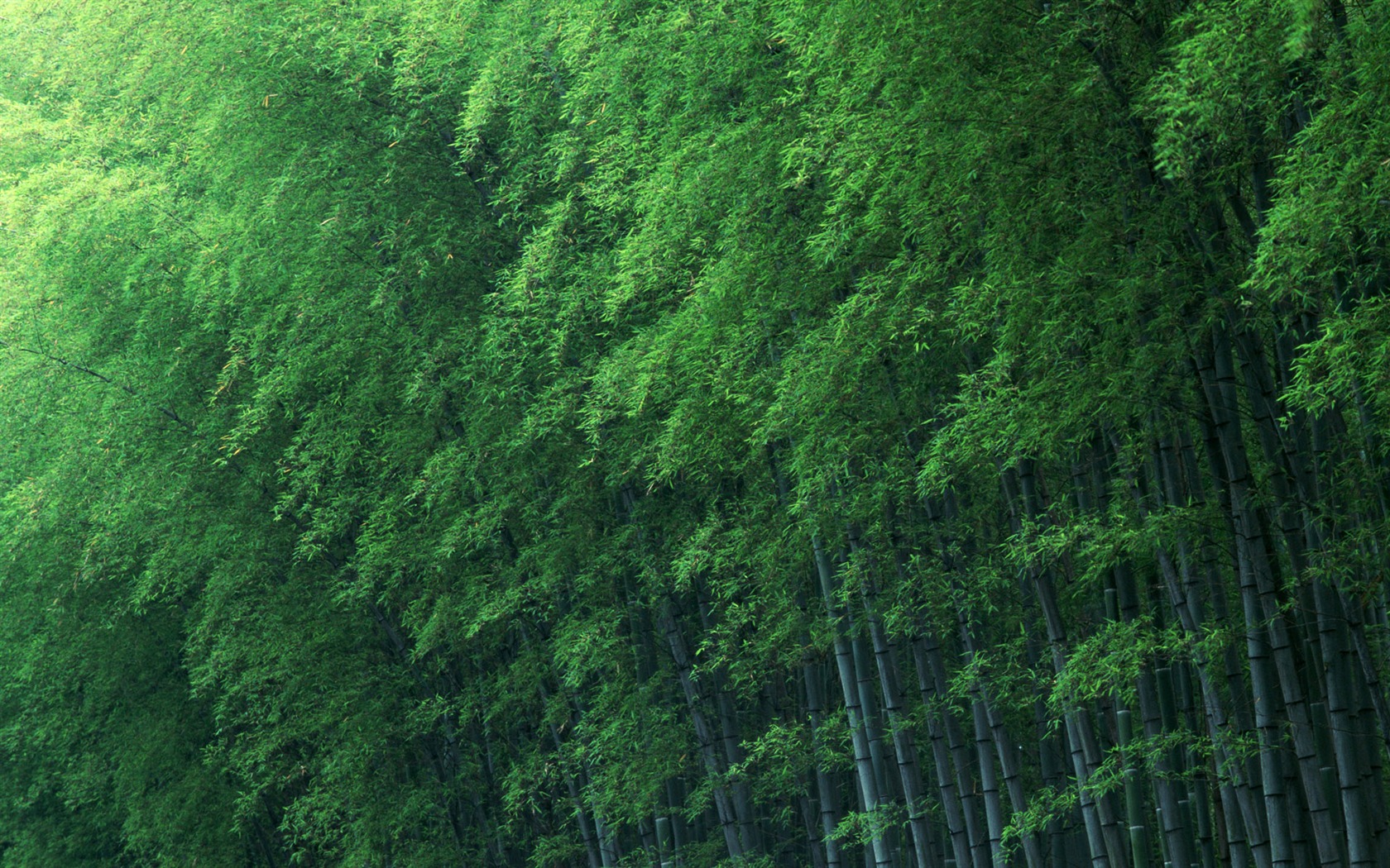 Fond d'écran de bambou vert albums #12 - 1680x1050