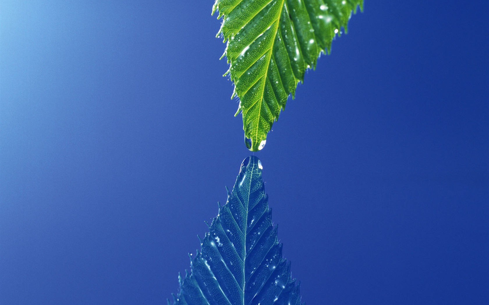 Fondos de escritorio de hoja verde de fotos (4) #15 - 1680x1050