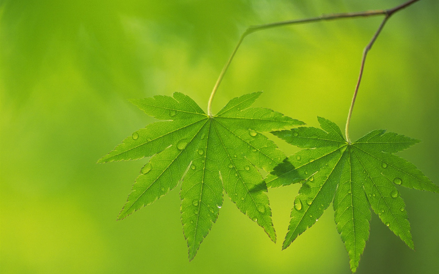 Green leaf photo wallpaper (5) #20 - 1680x1050