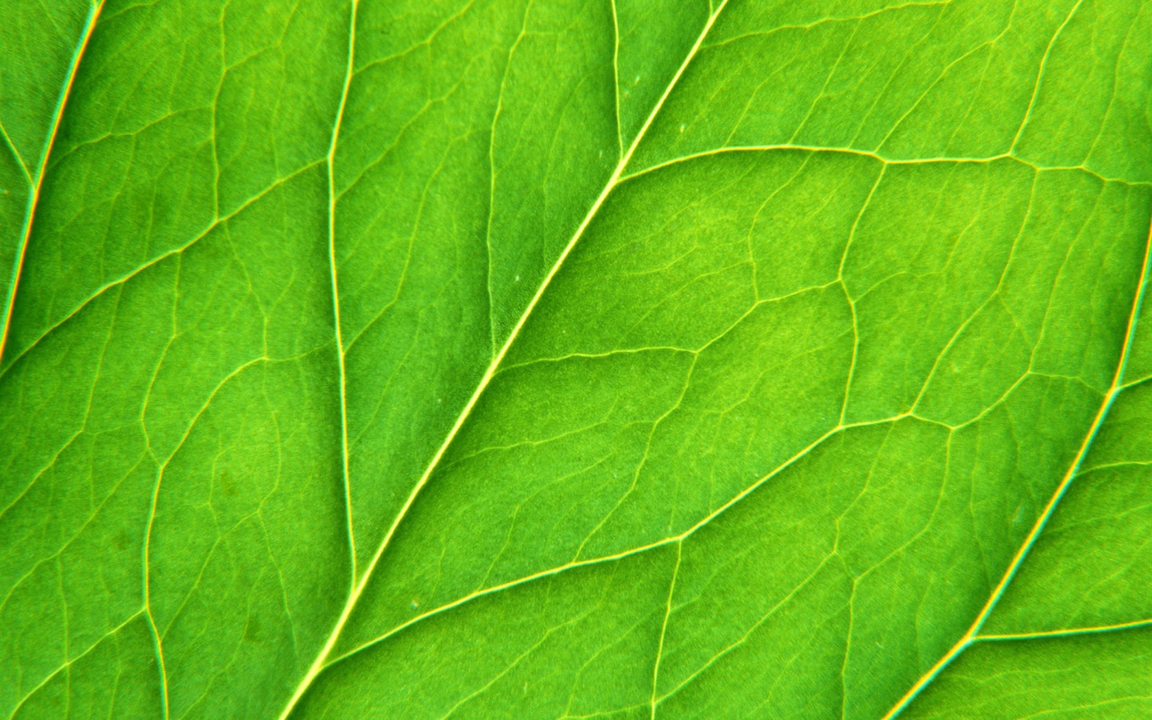 녹색 잎 사진 벽지 (6) #20 - 1680x1050