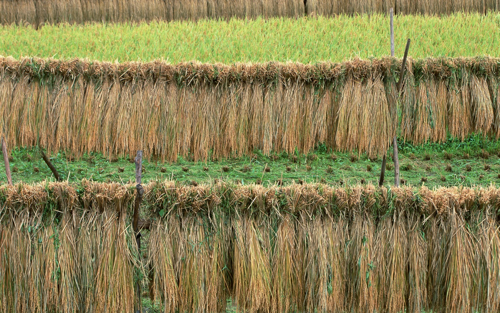 The wheat field wallpaper (21) #20 - 1680x1050