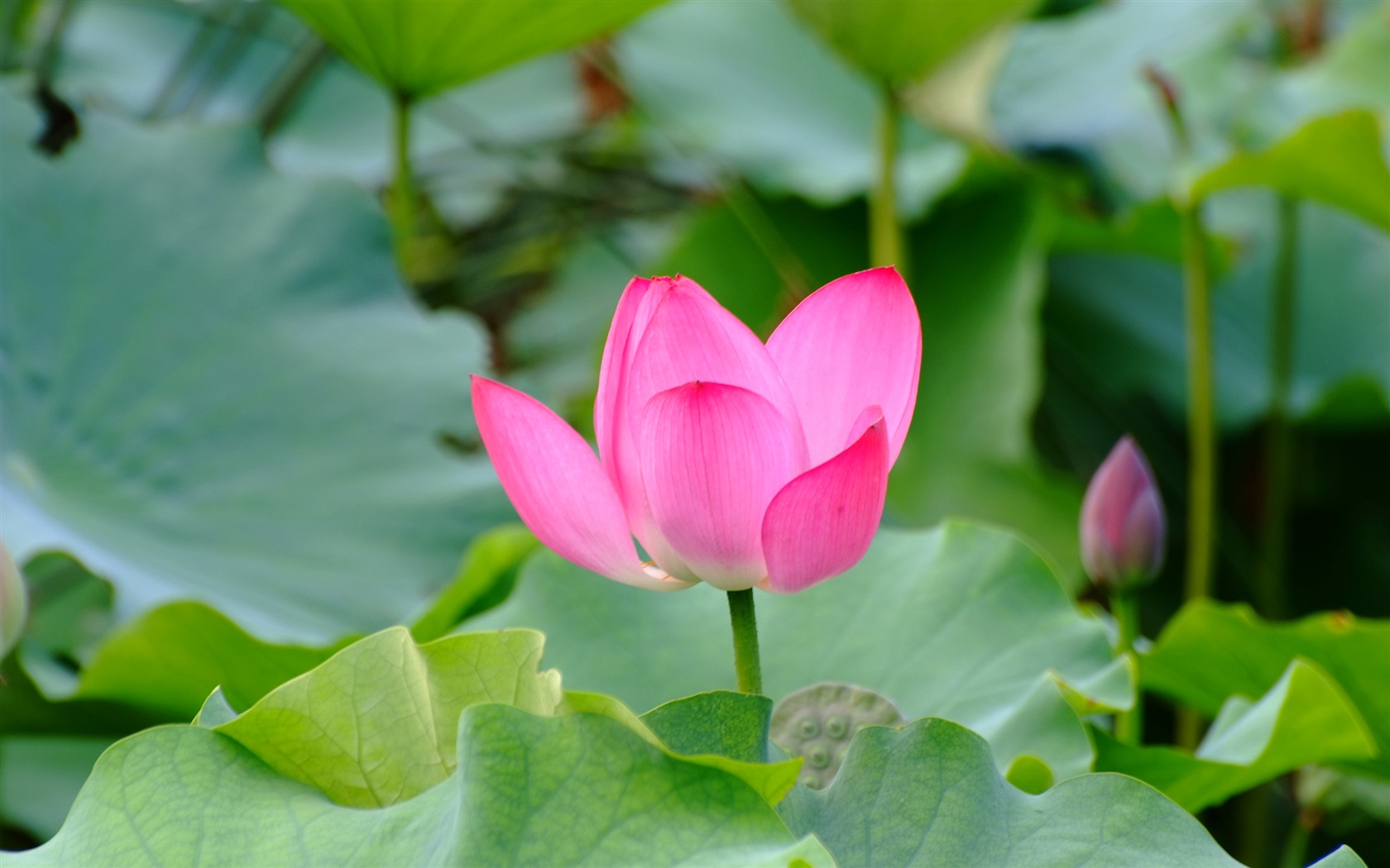 Rose Zahrada Lotus (prutu práce) #1 - 1680x1050