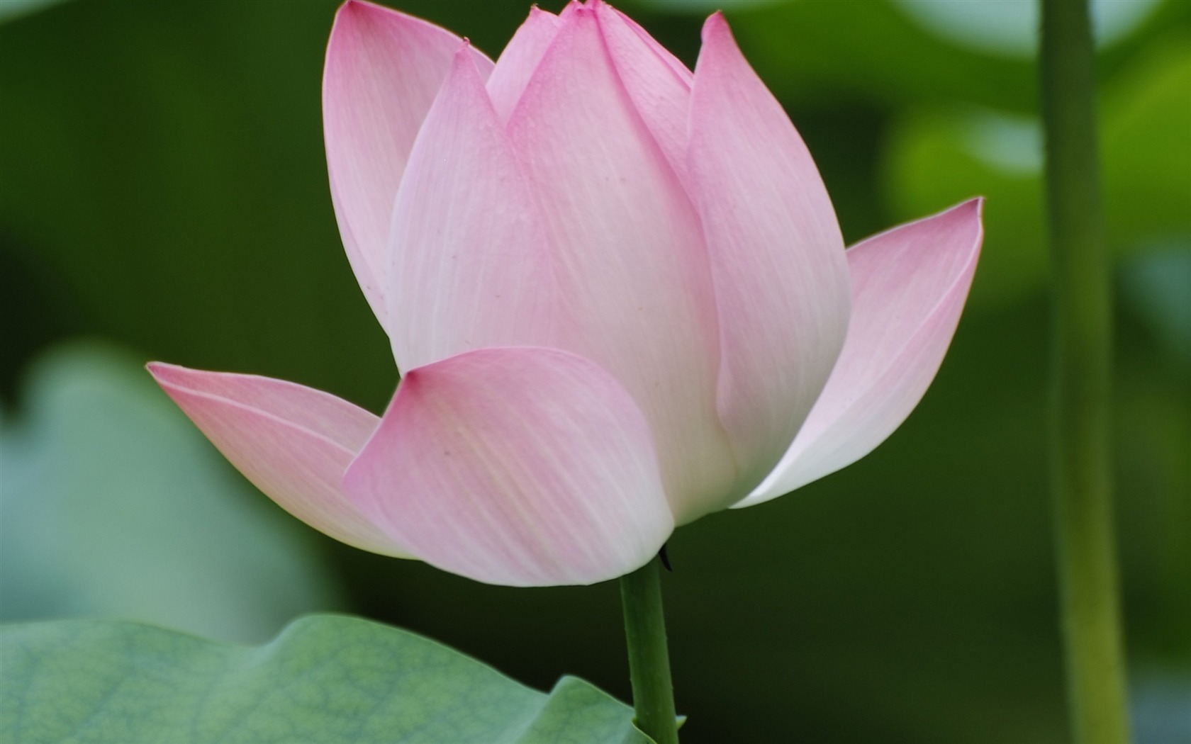 Rose Garden of the Lotus (rebar works) #3 - 1680x1050