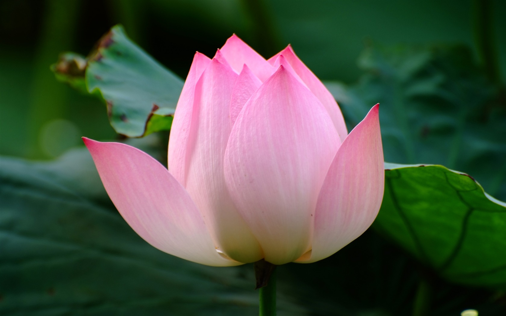 Rose Zahrada Lotus (prutu práce) #6 - 1680x1050