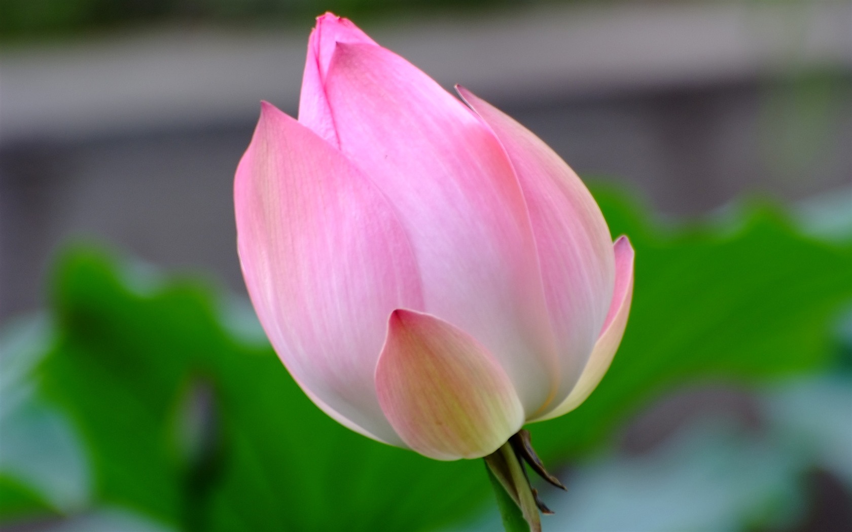 Rose Garden de la Lotus (œuvres des barres d'armature) #9 - 1680x1050