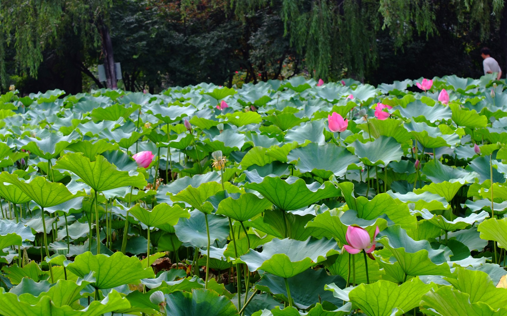 Rose Garden of the Lotus (rebar works) #10 - 1680x1050