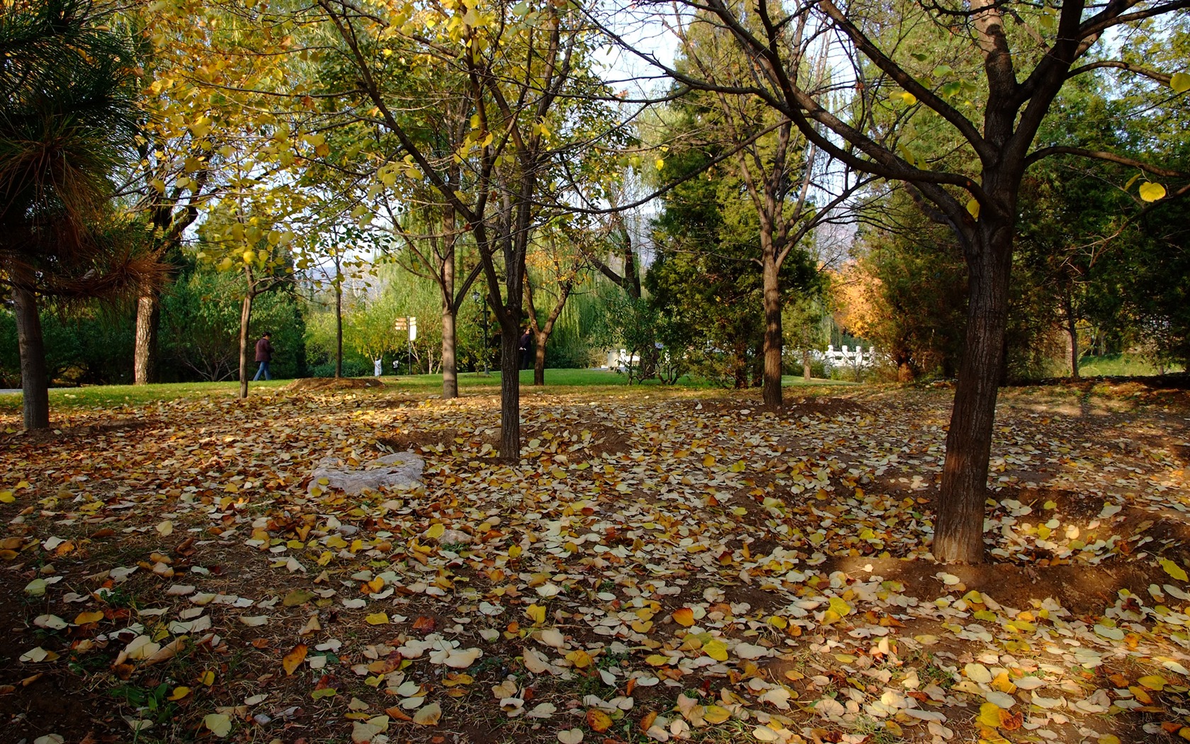 Xiangshan Herbst Garten (Bewehren) #3 - 1680x1050