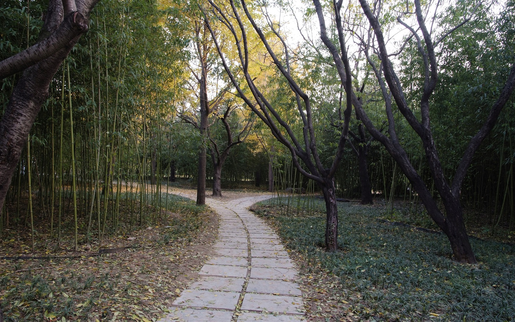 秋日的香山植物园 (螺纹钢作品)9 - 1680x1050