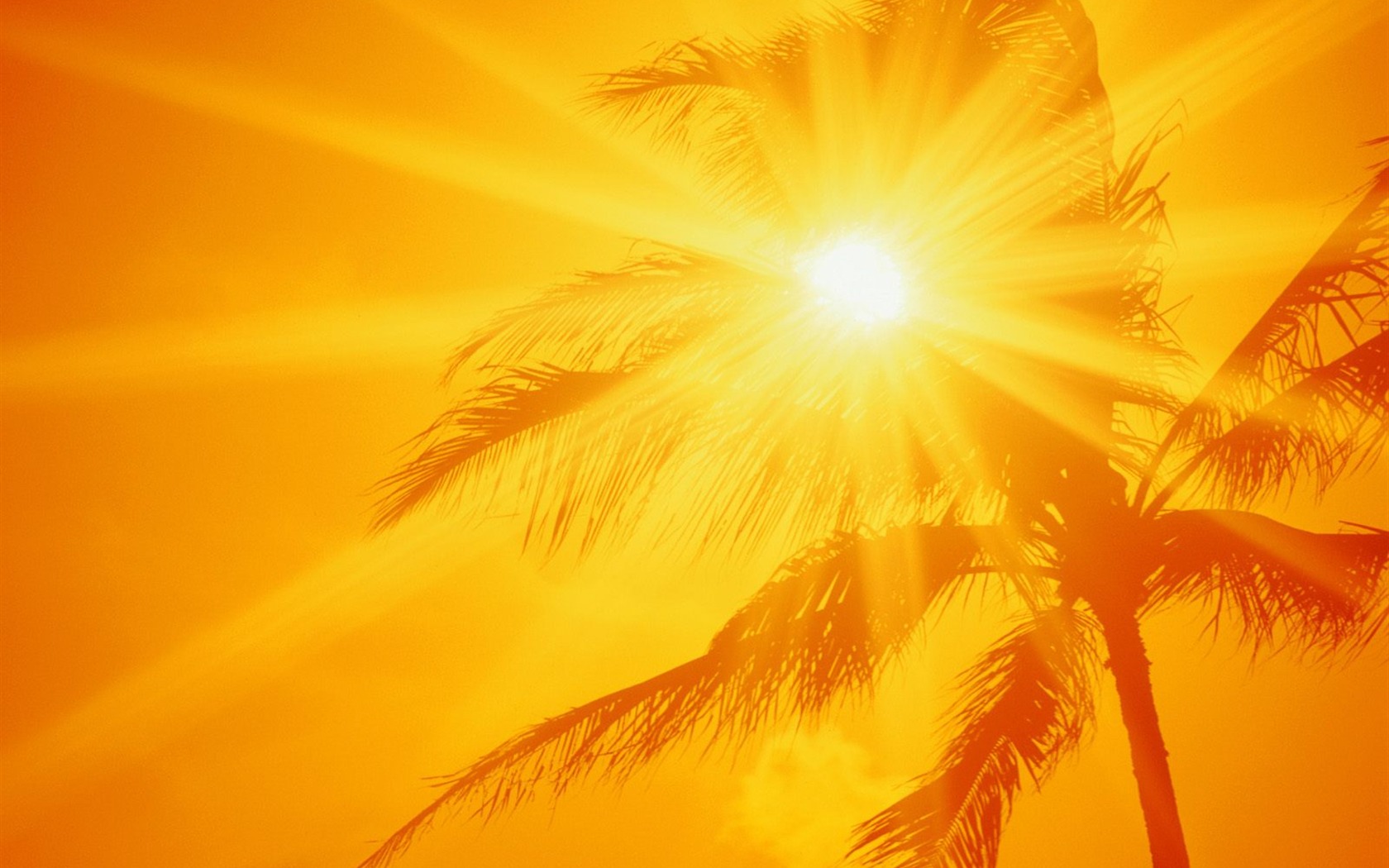 Fond d'écran Palm arbre coucher de soleil (1) #5 - 1680x1050