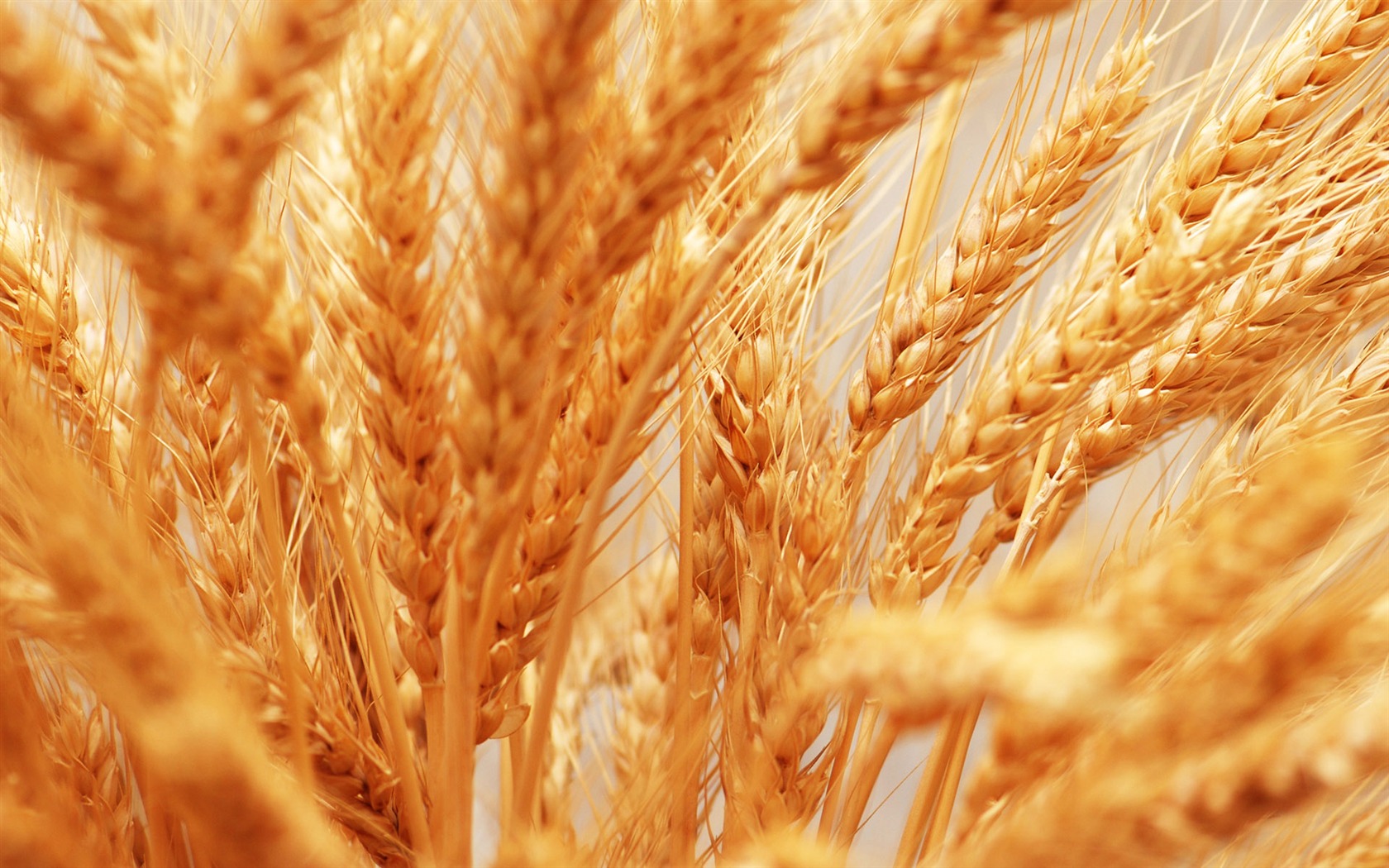 Fond d'écran du blé (4) #13 - 1680x1050