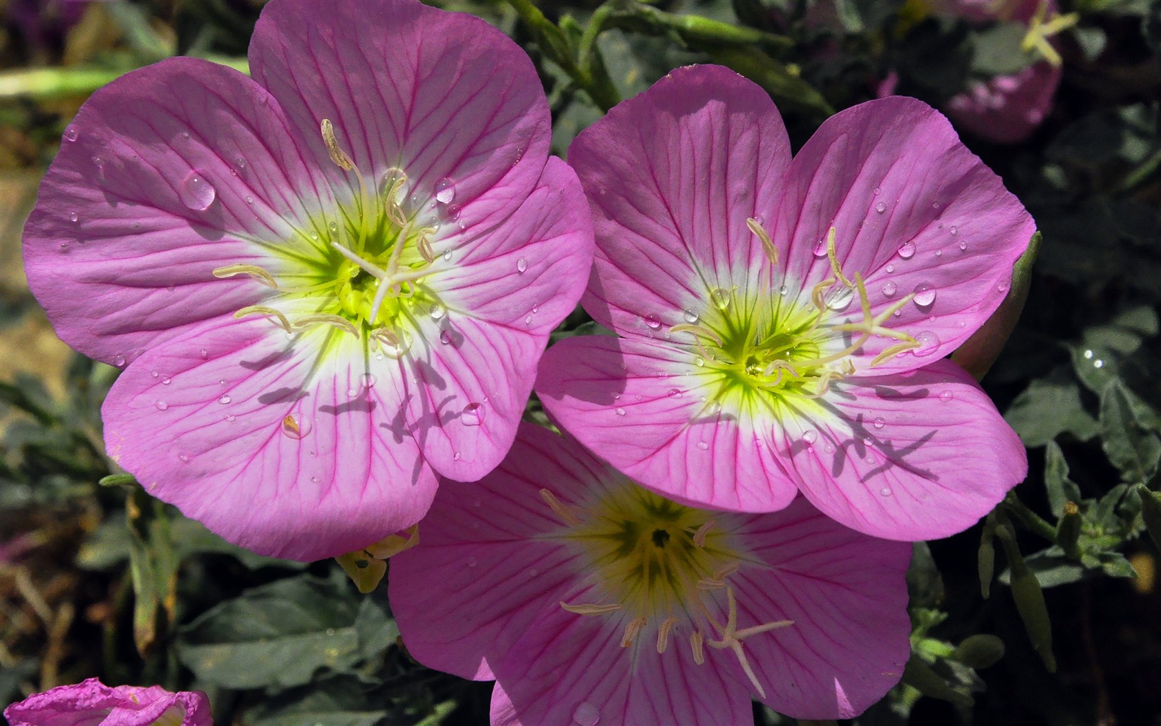 Revelar fragantes flores (antigua Kang funciona bien) #11 - 1680x1050