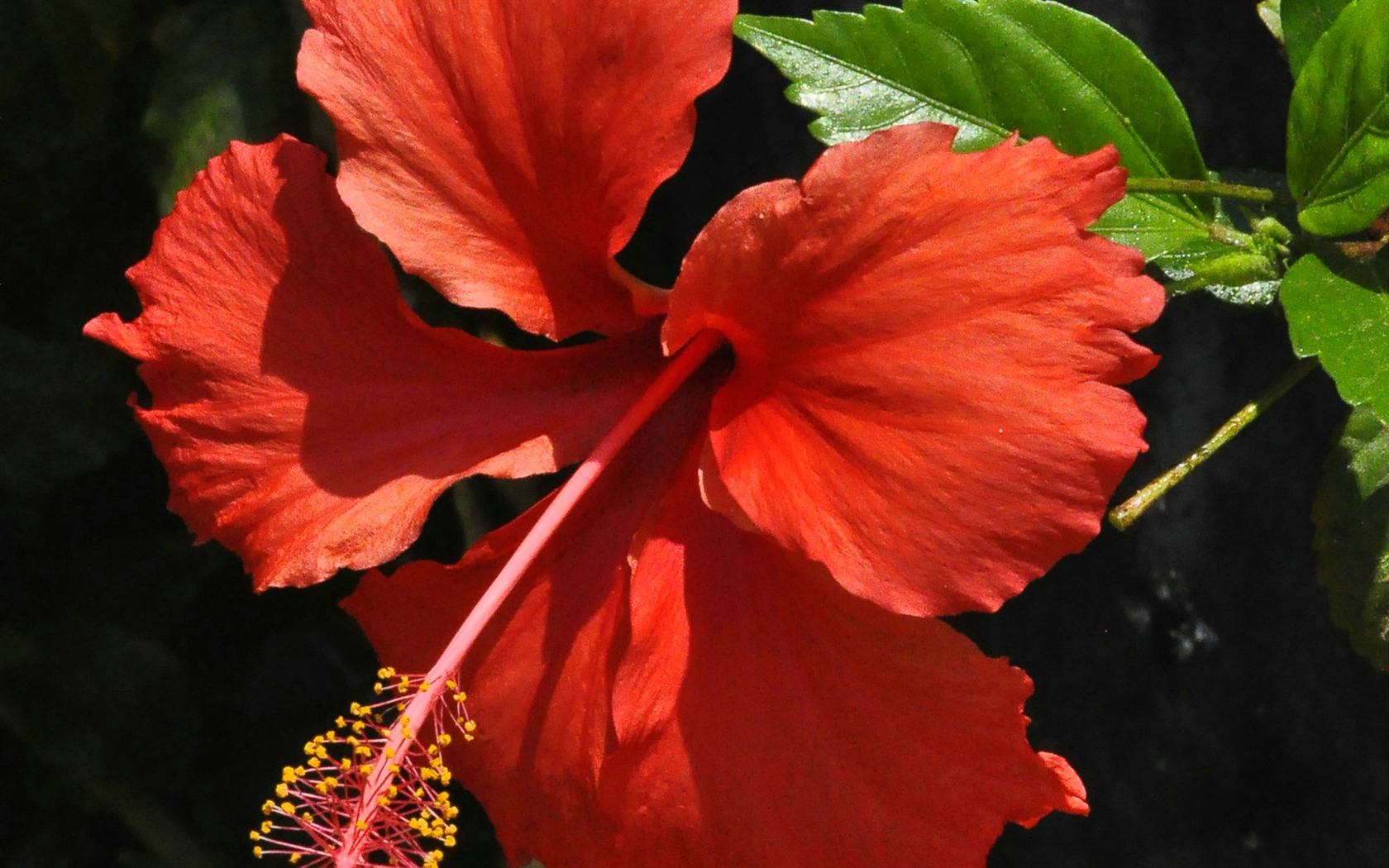 Revelar fragantes flores (antigua Kang funciona bien) #14 - 1680x1050