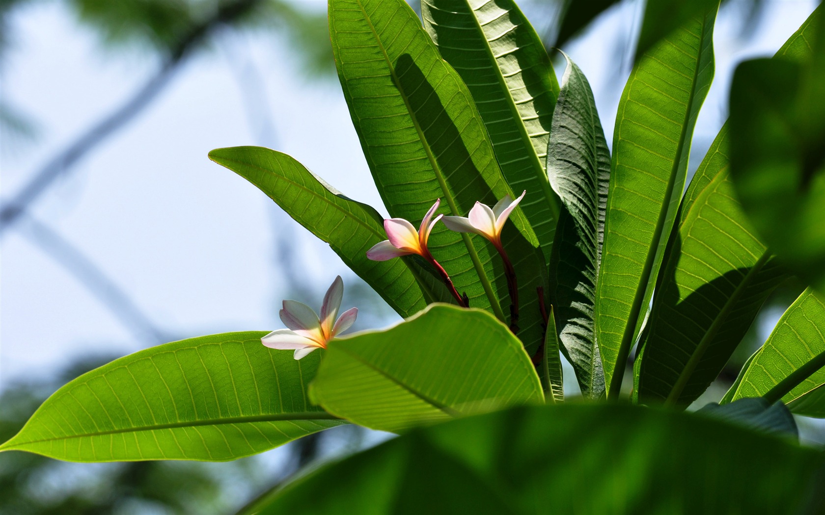 Flower Close-up (Old Hong OK Werke) #15 - 1680x1050