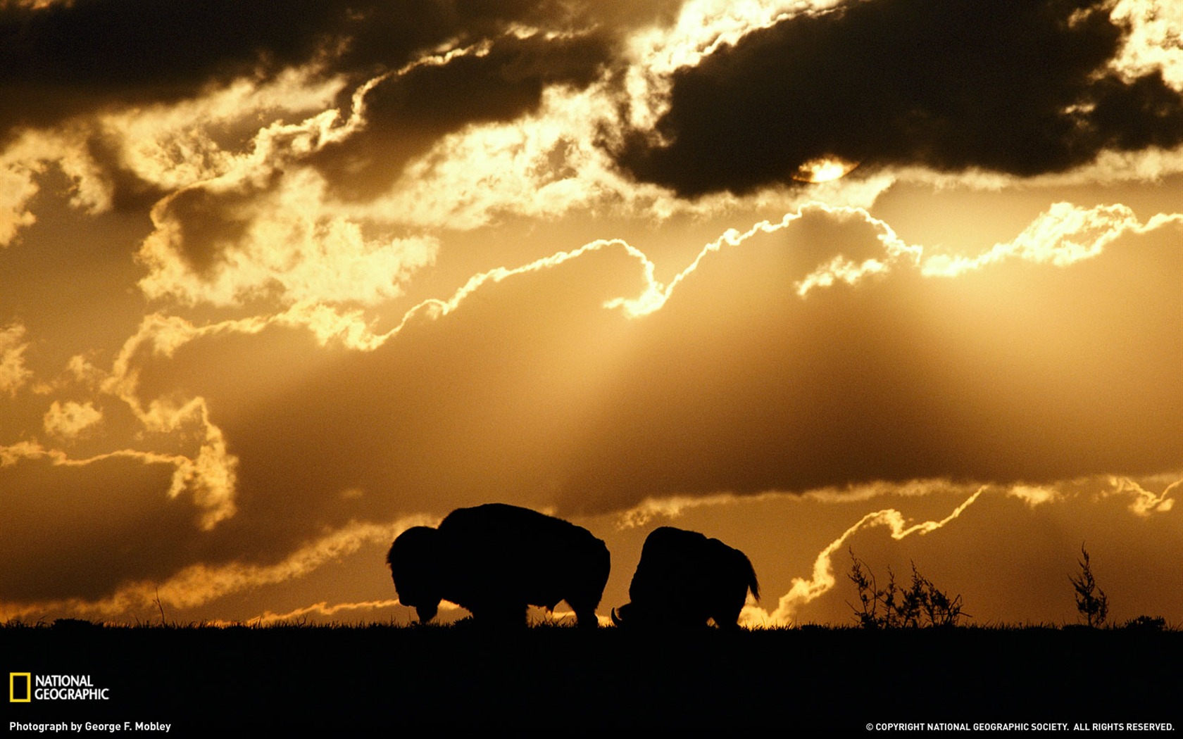 National Geographic Tier Wallpaper Album (1) #7 - 1680x1050