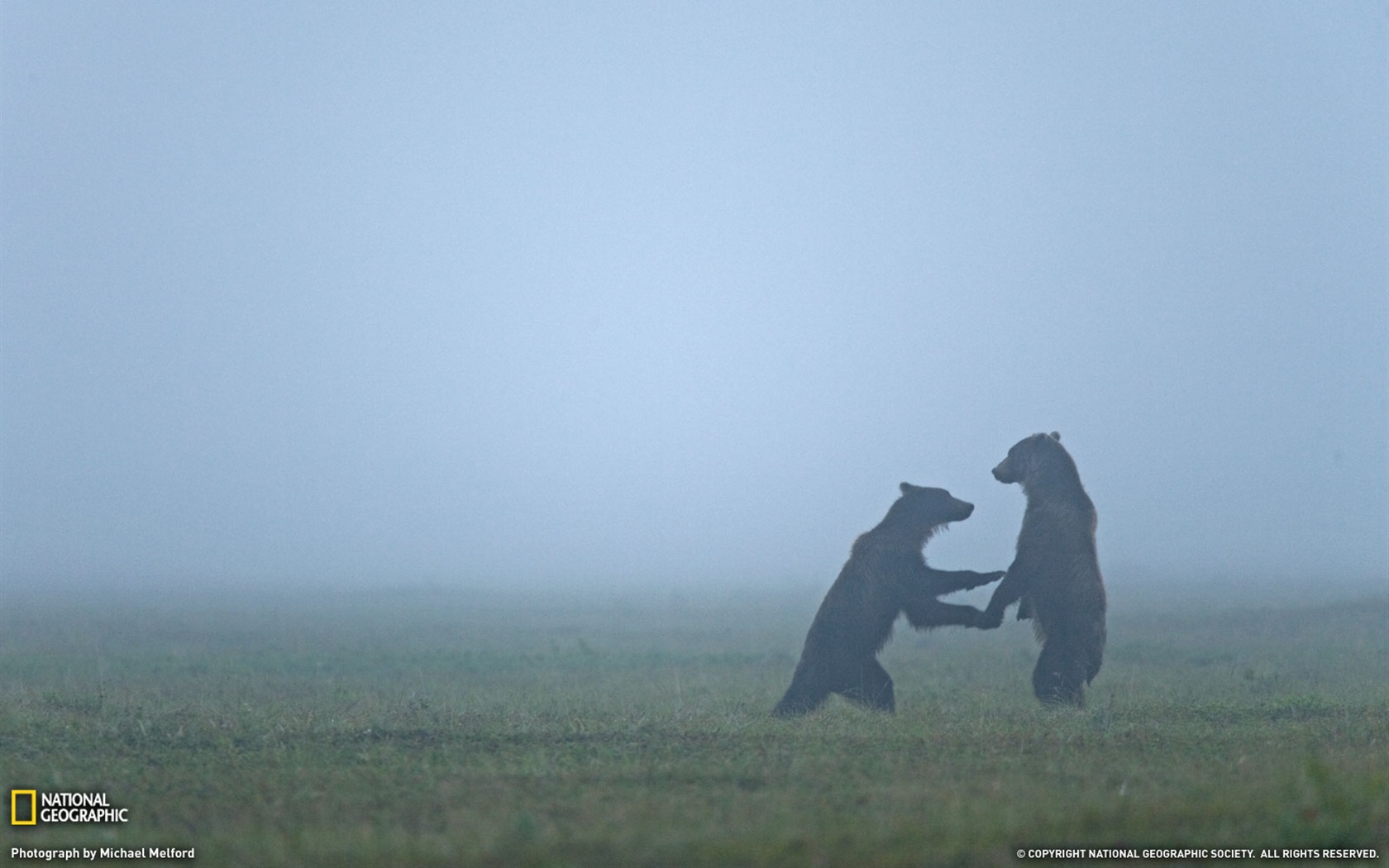 National Geographic animal wallpaper album (3) #17 - 1680x1050