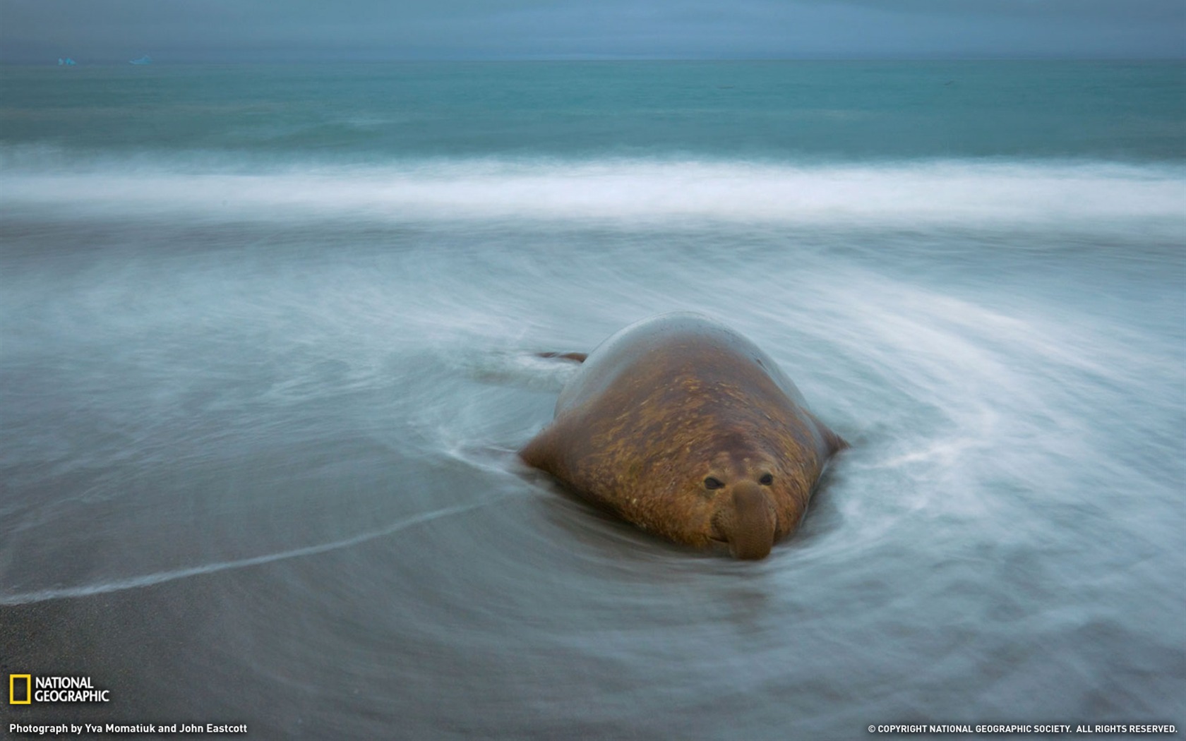 National Geographic животных обои альбом (3) #18 - 1680x1050