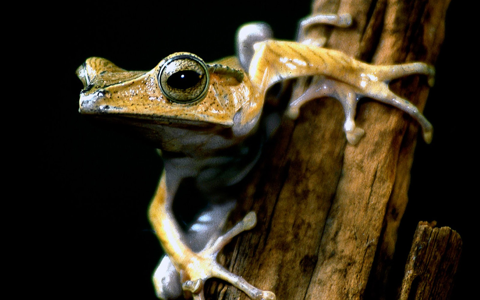 Nacional Geographic animales fondos de escritorio de disco (4) #14 - 1680x1050