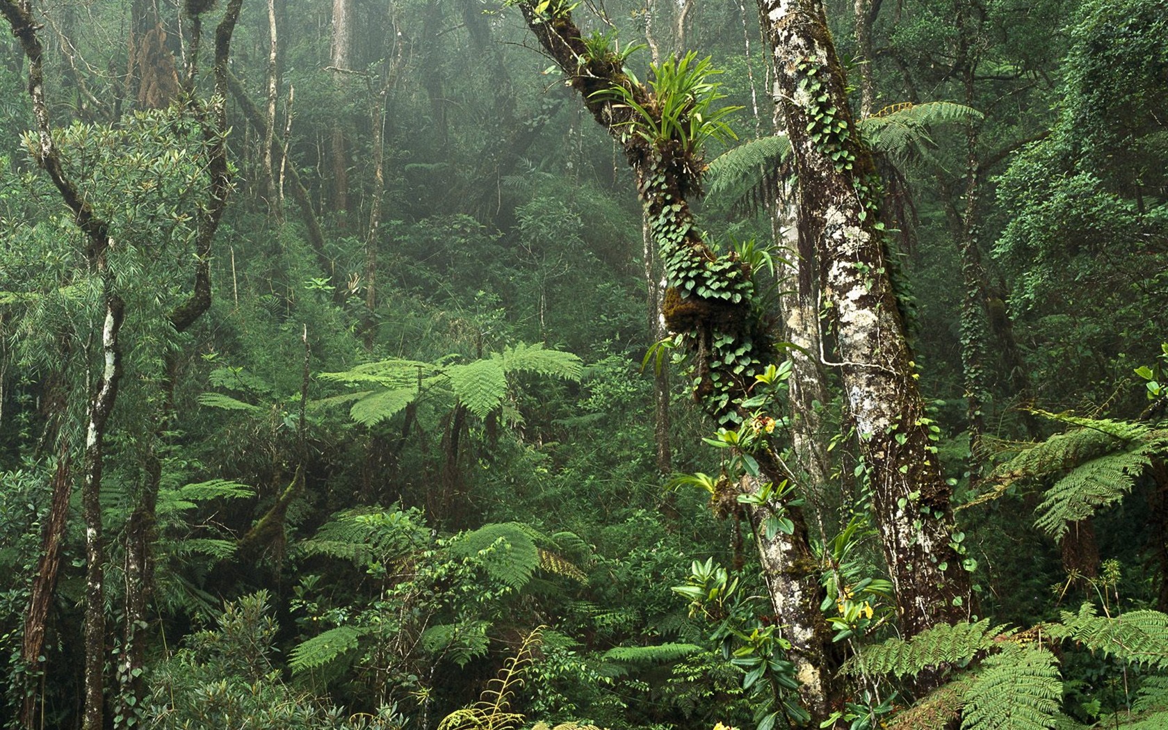 植物の木の壁紙 (8) #4 - 1680x1050