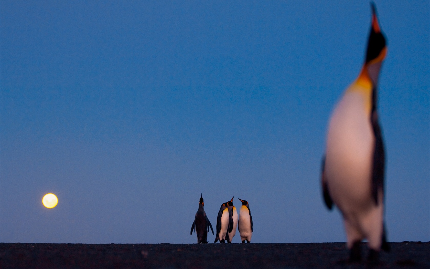 National Geographic животных обои альбом (5) #3 - 1680x1050