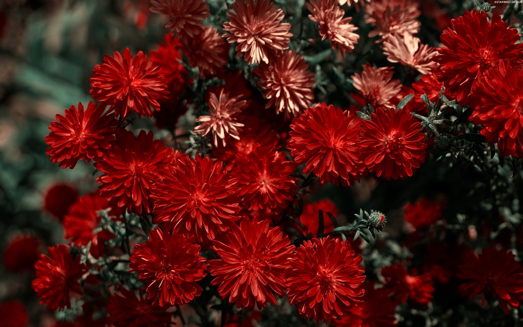 Širokoúhlý tapety květiny close-up (11) #5 - 1680x1050