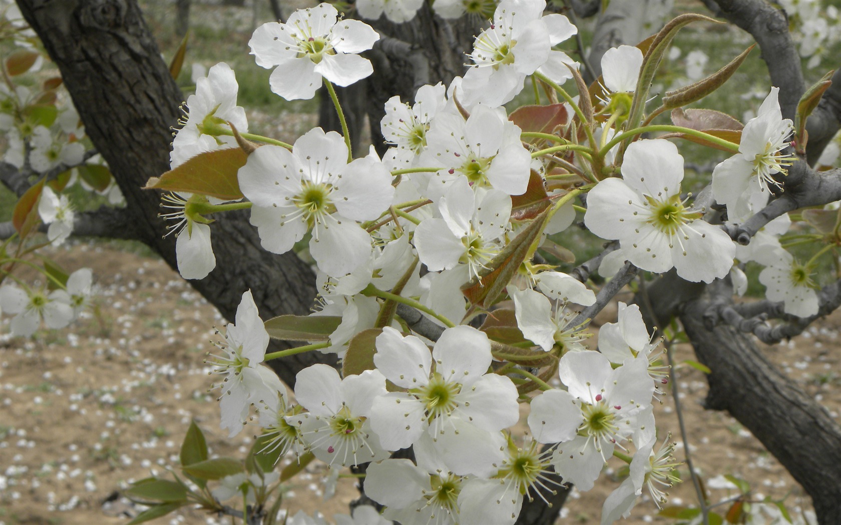 collection Fleurs photographie HD (1) #14 - 1680x1050