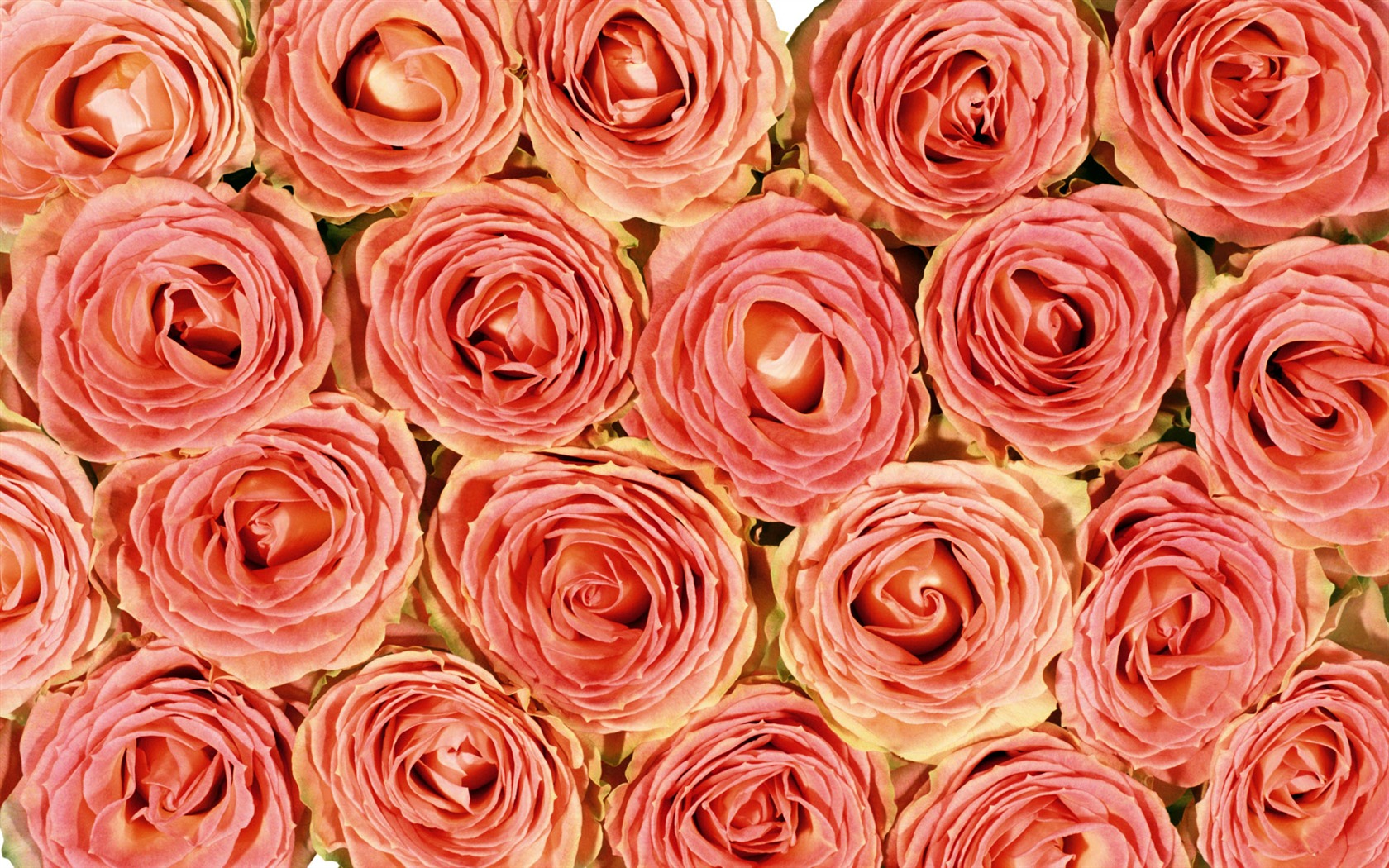 Rose Fondos de Fotografía (5) #14 - 1680x1050