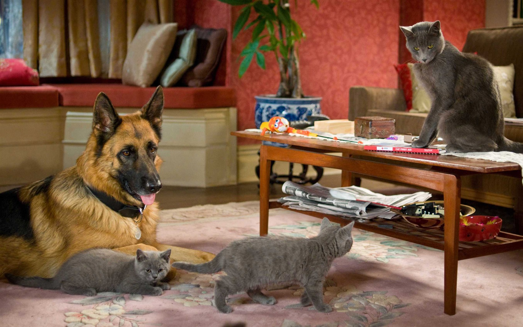 猫と犬：キティ豊富HDの壁紙の復讐 #19 - 1680x1050
