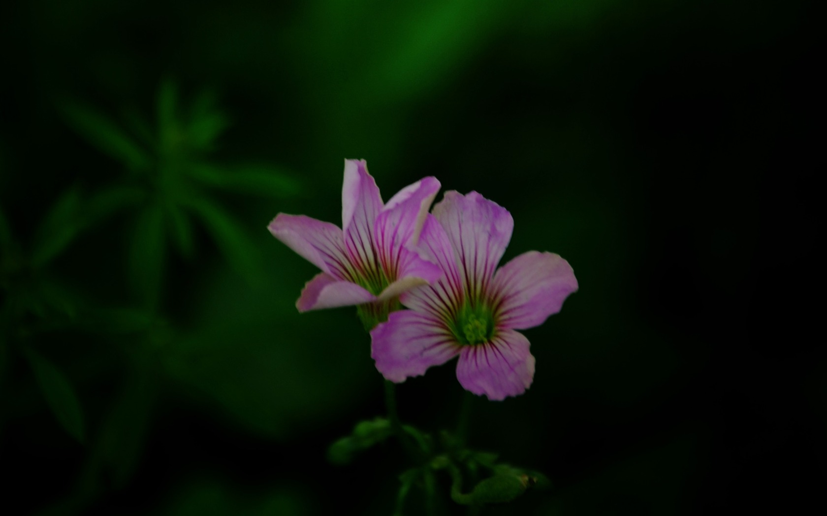 Ces fleurs (Pretty in Pink 526 entrées) #12 - 1680x1050