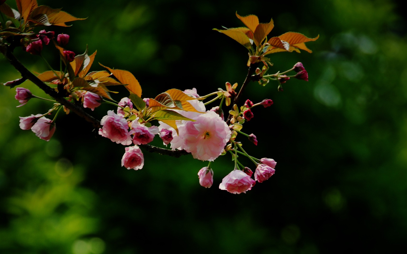 Tyto květiny (Pretty in Pink 526 záznamů) #13 - 1680x1050