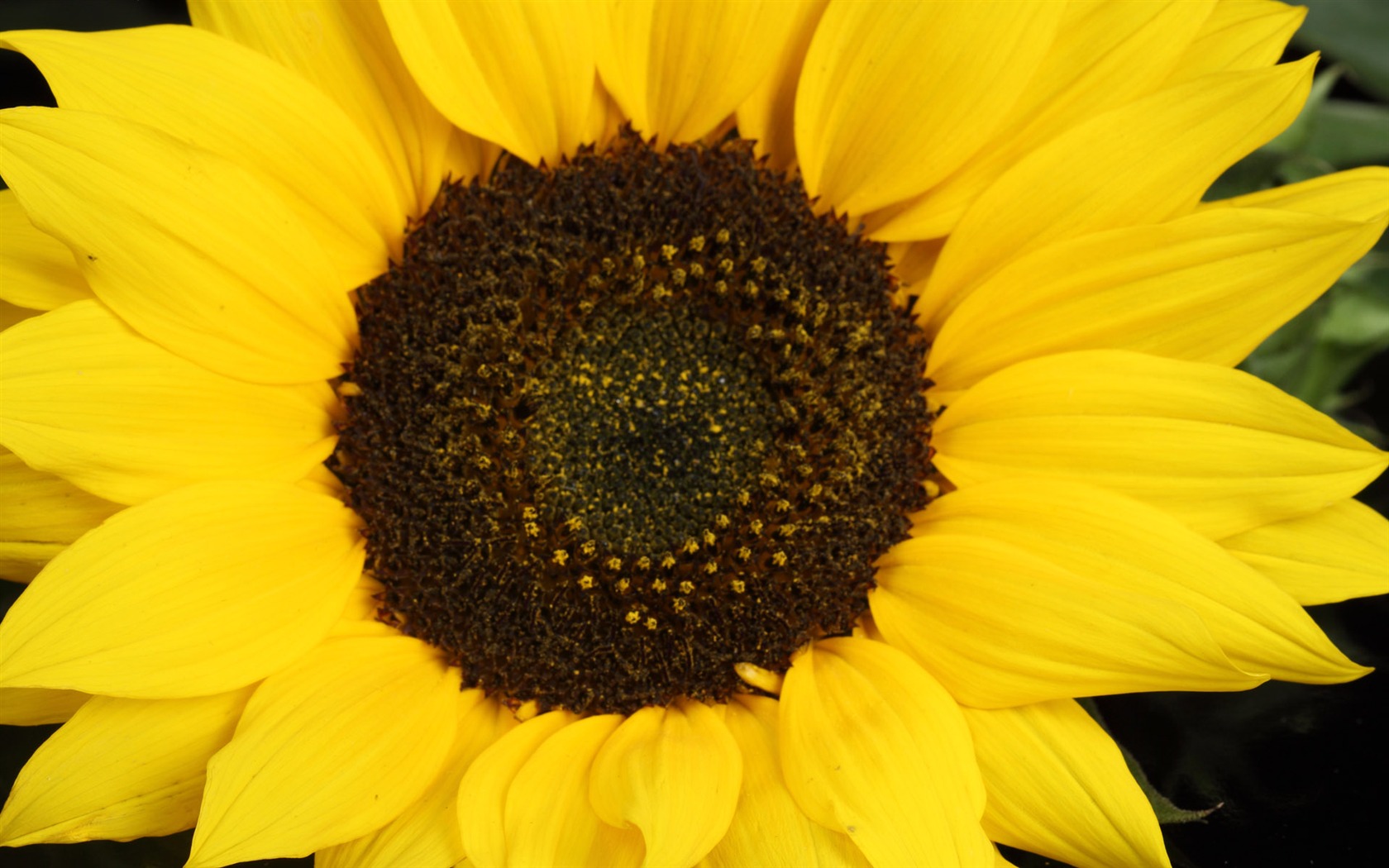 Hermoso fondo de pantalla de girasol close-up (2) #12 - 1680x1050