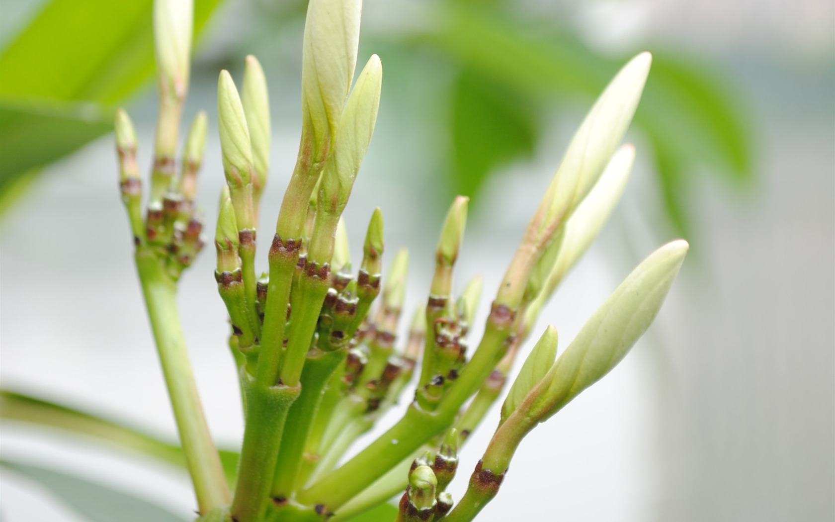 Macro Fleur Grass (1) (travaux genzhukou) #3 - 1680x1050